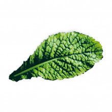 Plantui Mustard Red Giant, 3 kapsle, hořčice čínská listová, červená (brukev sítinovitá 'Red Giant') 