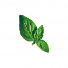 Plantui Basil Lemon, 3 kapsle, bazalka citrónová 