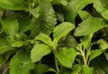 Plantui Stévie sladká, 3 kapsle 