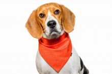Chiweto Dotty S, šátek pro psa, oranžová, puntíky  