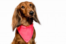 Chiweto Lady L, šátek pro psa, růžová neon  