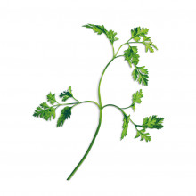 Plantui Chervil, 3 kapsle, kerblík třebule (třebule pravá) 