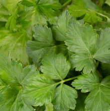 Plantui Petržel zahradní italská, 3 kapsle 