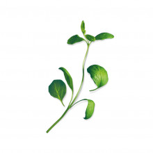 Plantui Majoránka zahradní, 3 kapsle 