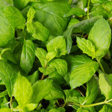 Plantui Máta peprná, 3 kapsle 
