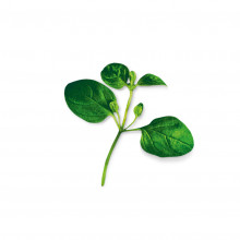 Plantui Dobromysl obecná (Oregano), 3 kapsle 