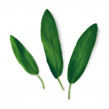 Plantui Šalvěj lékařská, 3 kapsle 