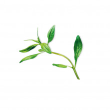 Plantui Saturejka zahradní, 3 kapsle 