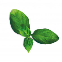 Plantui Basil Spicy, 3 kapsle, bazalka pravá vonná 