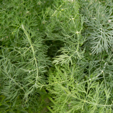 Plantui Kopr vonný, 3 kapsle 