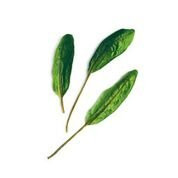 Plantui Bloody Sorrel, 3 kapsle, šťovík krvavý 